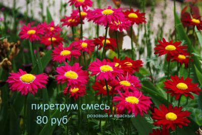 Лот: 11469219. Фото: 1. цветы для сада. Садовые цветы
