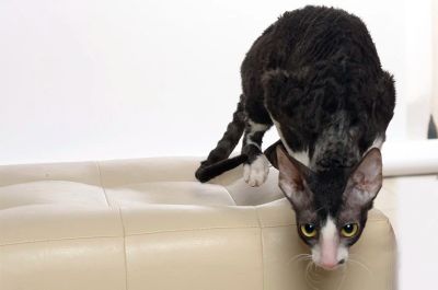 Лот: 15126354. Фото: 1. Котята корниш-рекс. Кошки, котята