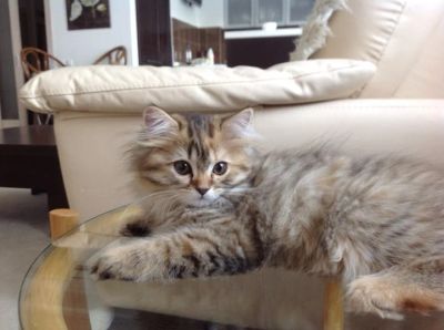 Лот: 4276336. Фото: 1. Шотландские котята!!!. Кошки, котята