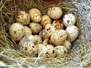 Лот: 5848173. Фото: 1. Яйцо перепелиное. Мясо, птица, яйцо