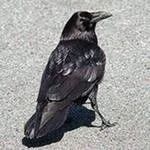 Лот: 1493556. Фото: 1. ворона каркуша - отдам в хорошие... Птицы