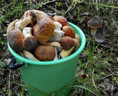 Лот: 16320433. Фото: 1. Белые грибы. Грибы