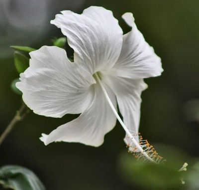 Лот: 11202646. Фото: 1. гибискус Белый (укорененный черенок... Горшечные растения и комнатные цветы