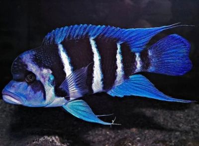 Лот: 8845134. Фото: 1. Фронтоза (Cyphotilapia frontosa... Рыбки