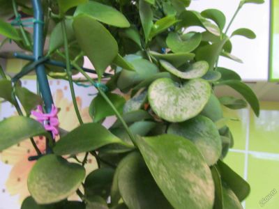Лот: 5845997. Фото: 1. Хойя Biakensis. Горшечные растения и комнатные цветы