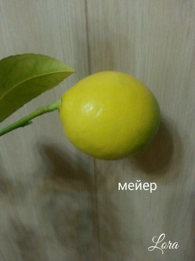 Лот: 8835975. Фото: 1. Лимон Мейер ( саженец). Горшечные растения и комнатные цветы