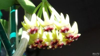 Лот: 6340112. Фото: 1. Хойя Каминга / Hoya cumingiana... Горшечные растения и комнатные цветы