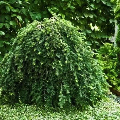 Лот: 23555577. Фото: 1. Тсуга канадская. Декоративные кустарники и деревья
