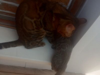 Лот: 25766241. Фото: 1. Бенгальский кот, не кастрат!. Кошки, котята