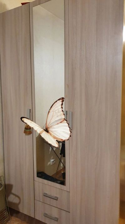 Лот: 17299503. Фото: 1. Шкаф. Шкафы, шкафы-купе