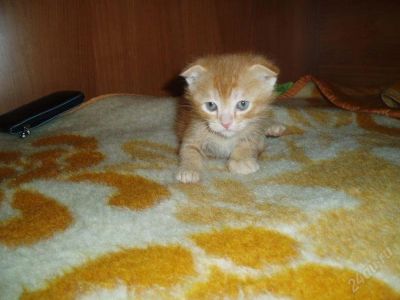 Лот: 1848881. Фото: 1. Отдам котят шотландских вислоухих. Кошки, котята