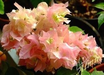 Лот: 13917099. Фото: 1. Бугенвиллея - Double Pink - укоренённые... Горшечные растения и комнатные цветы