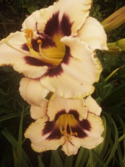 Лот: 11069437. Фото: 1. Лилейник Мунлит Маскарад (Hemerocallis... Садовые цветы