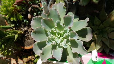 Лот: 12005431. Фото: 1. Эхеверия Echeveria shaviana... Горшечные растения и комнатные цветы