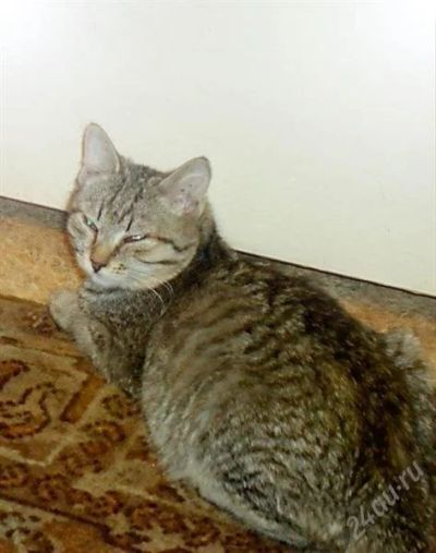 Лот: 2426475. Фото: 1. 2 кота ищют теплый дом, ПЖЛ. СРЧН... Кошки, котята