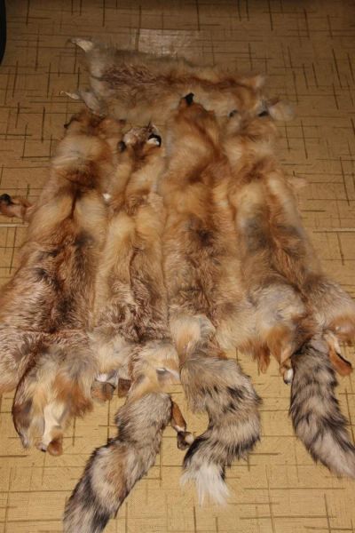 Лот: 3831478. Фото: 1. 4 шкуры сибирской Лисы (выделанные... Верхняя одежда
