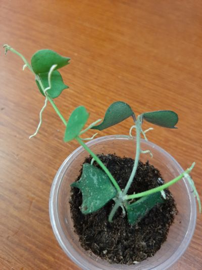 Лот: 18295423. Фото: 1. Хойя_Hoya curtisii. Горшечные растения и комнатные цветы