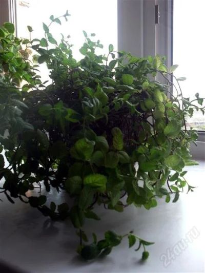 Лот: 2403523. Фото: 1. мята домашняя декоративная - plectranthus... Горшечные растения и комнатные цветы