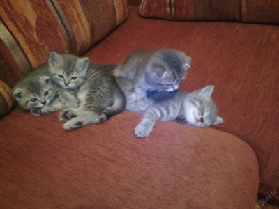 Лот: 5589647. Фото: 1. британские котята. Кошки, котята