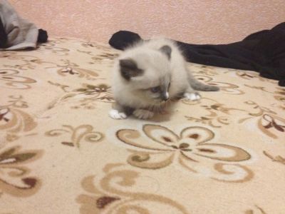 Лот: 6205313. Фото: 1. Подарю котенка. Кошки, котята