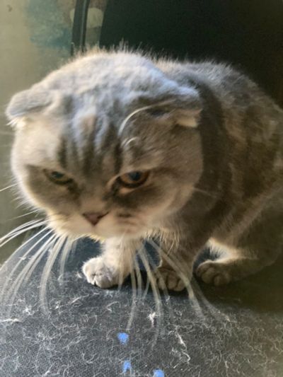 Лот: 20670869. Фото: 1. Кошка. Кошки, котята