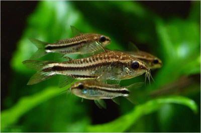 Лот: 5253642. Фото: 1. Сомик Коридорас Пигмей (Corydoras... Рыбки