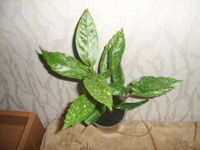 Лот: 787735. Фото: 1. аукуба 1. Горшечные растения и комнатные цветы