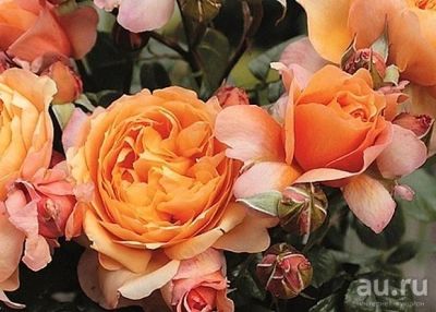 Лот: 12834460. Фото: 1. Роза Капри. Садовые цветы