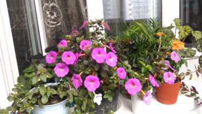 Лот: 15674720. Фото: 1. Ахименес розовый пророщенный. Горшечные растения и комнатные цветы