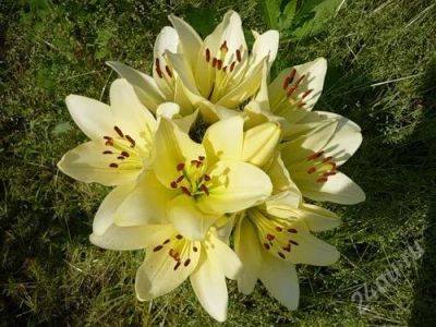 Лот: 875974. Фото: 1. лилия "Келсо"(последние 2 луковицы... Другое (семена, рассада, садовые растения)