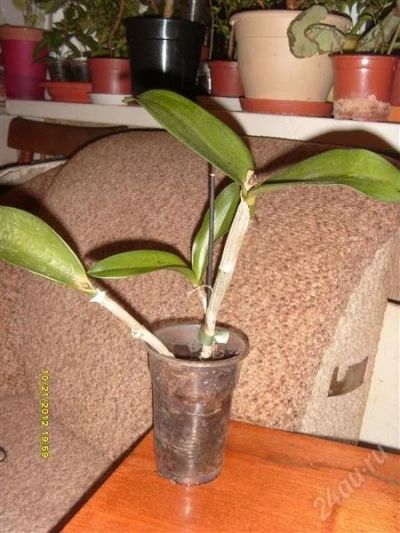 Лот: 1535900. Фото: 1. Орхидеи Каттлея детка 1. Горшечные растения и комнатные цветы