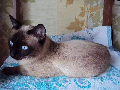 Лот: 3937100. Фото: 1. Тайские котята. Кошки, котята