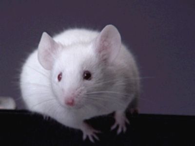 Лот: 7891067. Фото: 1. Мышки белые подростки и взрослые. Остальные животные