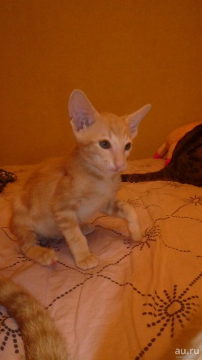 Лот: 8829485. Фото: 1. Котенок Ориентальной породы (мальчишка... Кошки, котята