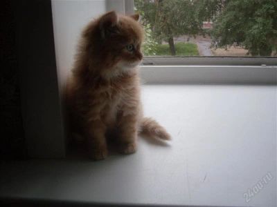Лот: 2964010. Фото: 1. Отдам рыжего,милого котенка) Приучен... Кошки, котята