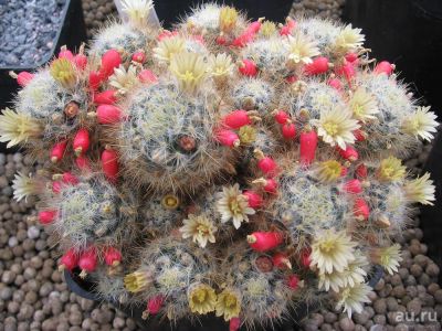 Лот: 8029711. Фото: 1. Маммилярия пролифера (детки) Mammillaria... Горшечные растения и комнатные цветы