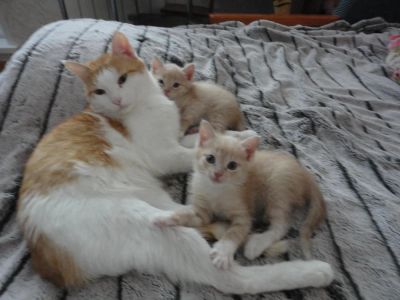 Лот: 4170163. Фото: 1. котята бело-рыжие. Кошки, котята
