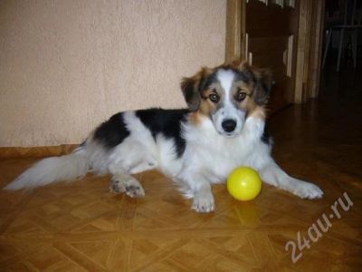 Лот: 680036. Фото: 1. Отдам красивого маленького песика... Остальные животные