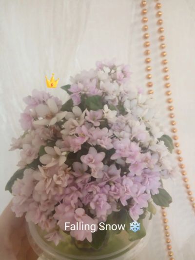 Лот: 18185668. Фото: 1. Falling snow фиалка. Горшечные растения и комнатные цветы