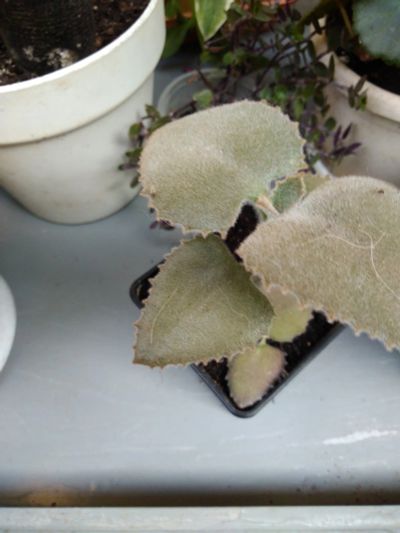 Лот: 14137290. Фото: 1. Каланхое бехарское (Kalanchoe... Горшечные растения и комнатные цветы