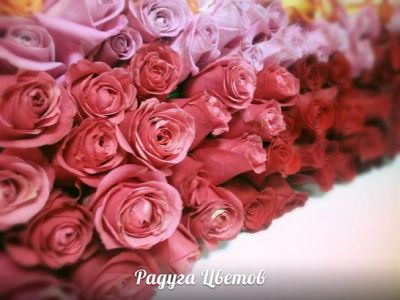 Лот: 3893985. Фото: 1. 9 роз Голландия - 630р. Свежие цветы