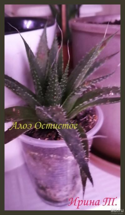 Лот: 15256847. Фото: 1. Алоэ Остистое. Горшечные растения и комнатные цветы
