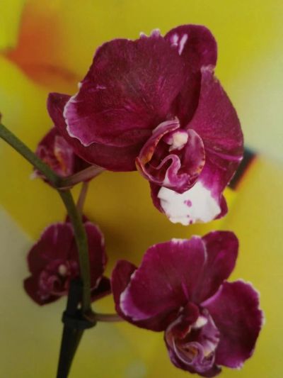 Лот: 10262103. Фото: 1. Орхидея каменная роза. Горшечные растения и комнатные цветы