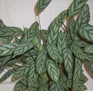 Лот: 5101347. Фото: 1. отростки Ctenanthe setosa. Горшечные растения и комнатные цветы