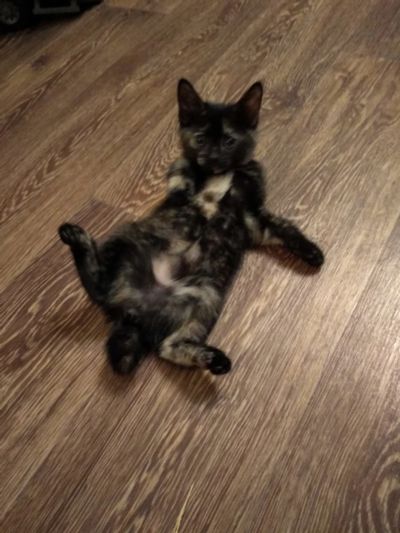 Лот: 16156931. Фото: 1. Котенок. Кошки, котята