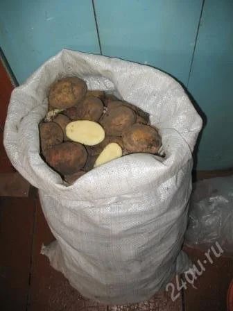 Лот: 969743. Фото: 1. Картофель! Новый урожай!. Картофель