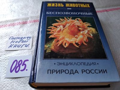 Лот: 17861058. Фото: 1. Волцит О.В., Черняховский М.Е... Биологические науки