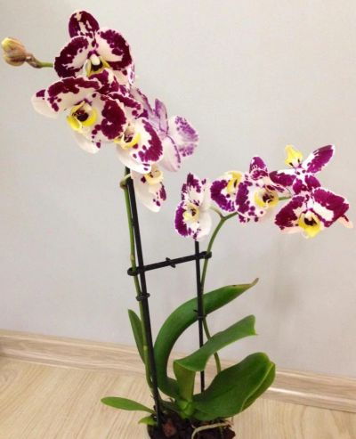 Лот: 6429335. Фото: 1. Орхидея крапчатая с лимонной губой... Горшечные растения и комнатные цветы