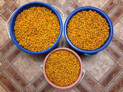 Лот: 8226215. Фото: 1. Продам Облепиху урожай 2016 года... Ягоды, орехи