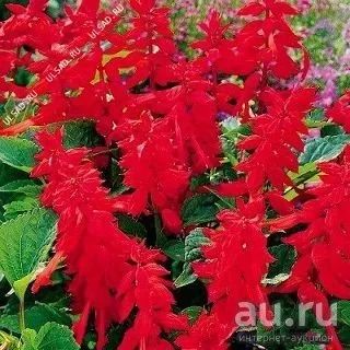 Лот: 13755953. Фото: 1. Сальвия. Садовые цветы